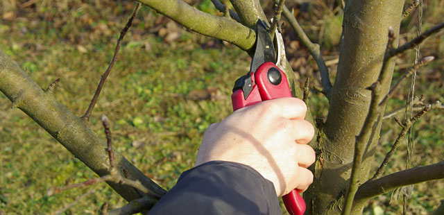 spokane tree pruning